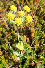 Bupleurum triradiatum