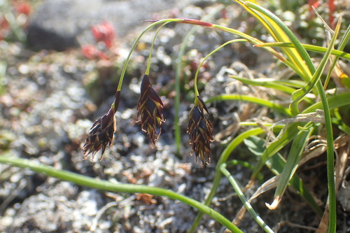 Carex misandra iNat (2)