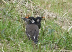 Spodiopsar cineraceus