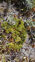Gentianella vernicosa
