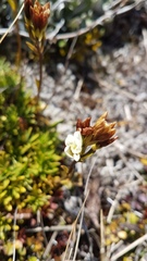 Gentianella vernicosa