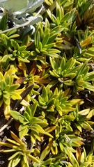 Gentianella vernicosa