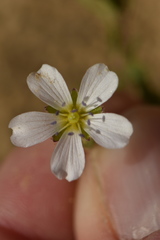 Arenaria hispanica
