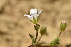 Arenaria hispanica