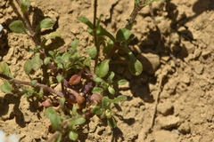 Arenaria hispanica