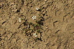 Arenaria hispanica