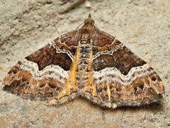 Chrysolarentia lucidulata
