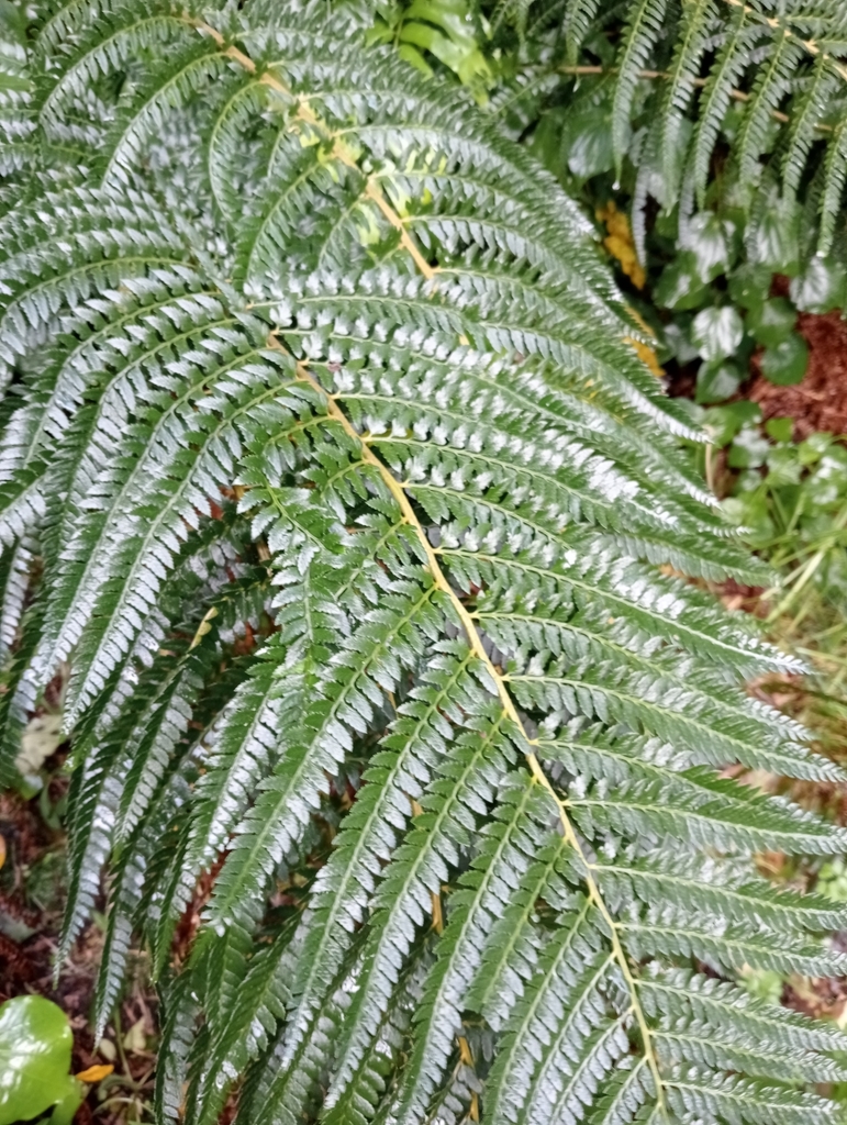 shield ferns from Chatham Islands Territory 8016, New Zealand on ...