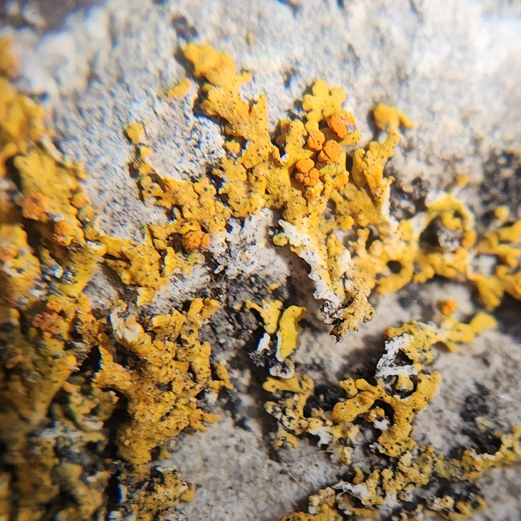 Tremella sorediatae