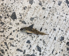 Redigobius macrostoma