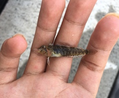 Enneapterygius atrogulare