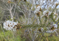 Epacris lanuginosa