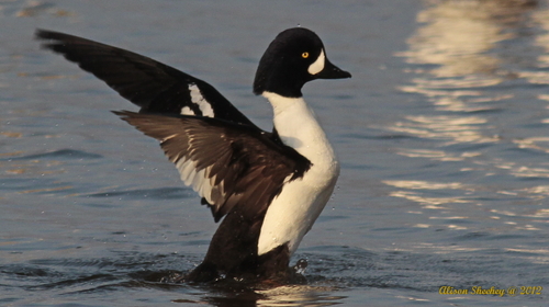 Barrow's Goldeneye, photo 5 of 9