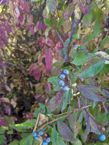 Smooth Dogwood fruiting