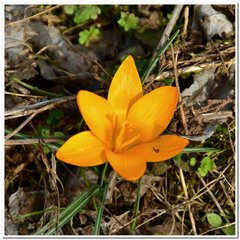 Crocus angustifolius