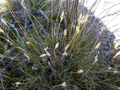Rytidosperma horrens