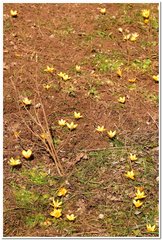Crocus angustifolius