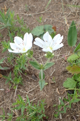 Cerastium maximum