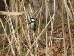 Parus minor