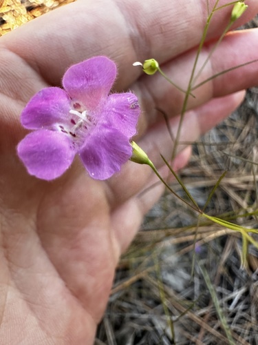 Agalinis tenella