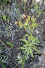 Erigeron acris kamtschaticus