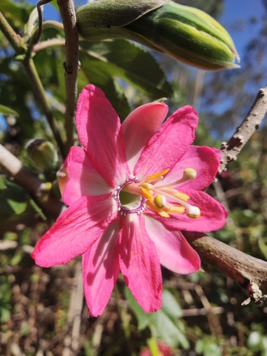 Passiflora mathewsii, photograph 2