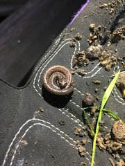 Batrachoseps major major