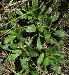 Celmisia densiflora
