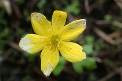 Anemonastrum richardsonii
