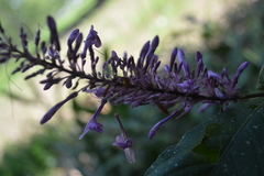 Odontonema callistachyum