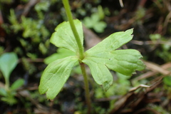 Anemonastrum richardsonii