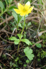 Anemonastrum richardsonii