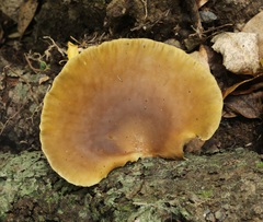 Pleurotus australis