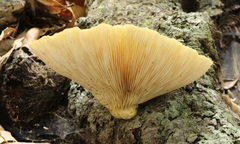 Pleurotus australis