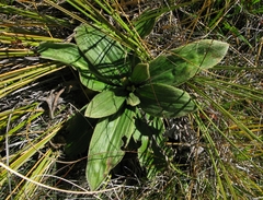 Celmisia verbascifolia