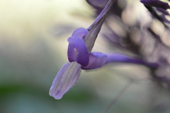 Odontonema callistachyum