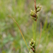 Carex globularis - Photo (c) Владимир Бурый, algunos derechos reservados (CC BY-NC), uploaded by Владимир Бурый