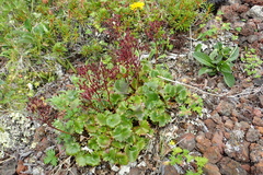 Micranthes purpurascens