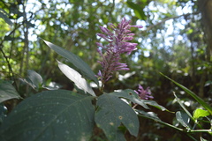 Odontonema callistachyum