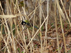 Parus minor