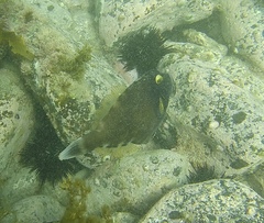 Eubalichthys bucephalus