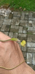 Ahaetulla prasina