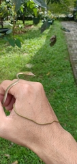 Ahaetulla prasina