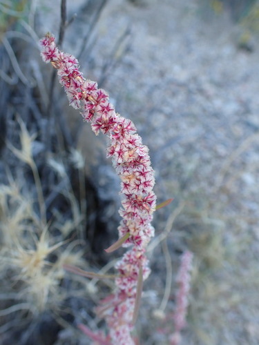 Amaranthus fimbriatus iNat (1)