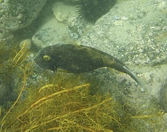 Eubalichthys bucephalus