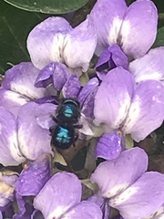Osmia ribifloris ribifloris
