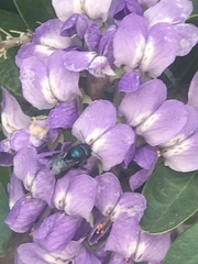 Osmia ribifloris ribifloris