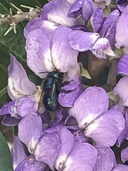 Osmia ribifloris ribifloris