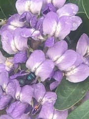 Osmia ribifloris ribifloris