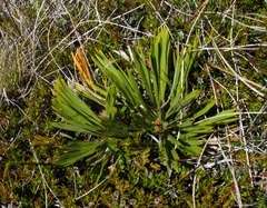 Aciphylla montana montana